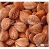 organic sweet apricot kernels