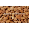 We are supplying 2015 new crop bitter Apricot kernels out of shell packing in 25pp bag