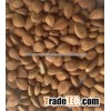Wild bitter apricot kernels