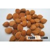 Natural bitter apricot kernel/bitter apricot