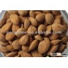 apricot kernel seed