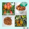 free sample supplied for Bitter apricot kernels