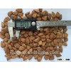 Sweet Apricot Kernel For Sale