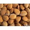 Raw Apricot Kernels,Organic bitter apricot kernels