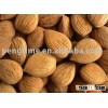 organic apricot seed kernal