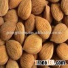 Dried Bitter Apricot Kernels