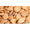 2015 new crop bitter Apricot kernels from China