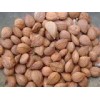 Organic bitter apricot kernel Around 99.95 %Purity