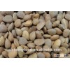 apricot seeds for sale