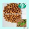 dried bitter and sweet apricot kernel with good quality