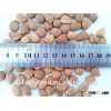 apricot kernel nuts