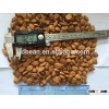 hebei origin Bitter apricot kernels for sale