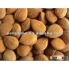 common apricot kernels