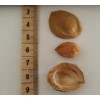 Fresh & Natural Apricot Kernel