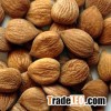 Natural bitter apricot kernel/bitter apricot/ Sweet Apricot Kernels
