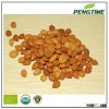Organic bitter apricot kernels seed of apricot