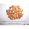 HPS bitter apricot kernels / almond / apricot pit (GF3)