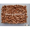 hebei origin apricot kernels for sale