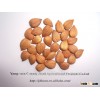 Hot Sale Bitter Apricot Kernels