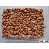 Wholesale Bitter Apricot Kernels