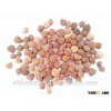 raw apricot seeds