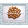 ALIBABA USED EXCLUSIVELY HPS bitter apricot kernels(GF3)