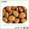 Low Price Pure Natural High Quality Bitter Apricot Kernel