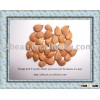 ALIBABA USED EXCLUSIVELY HPS bitter apricot kernels(GF4)