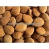 Apricot Kernel