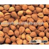 Bitter Apricot Seed