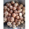 WHOLE AND SPLIT BETEL NUT