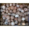 Betel nut