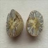 Betel Nuts