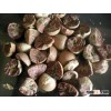 BETELNUT SPLIT Indonesia Origin