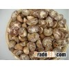 Natural Raw Dried Betel Nuts