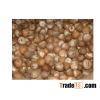 High Quality Betel Nuts