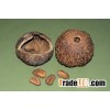 SHELLED BRAZIL NUTS