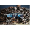 CASHEW NUT SHELL FOR SALES