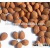 bitter Apricot kenel