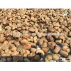 Cashews
