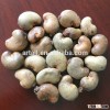 RCN/Cheap Raw Cashew Nuts in shell/African Cashew low price Outturn 47-52 Lbs/80 KGS Min(skype: ste.