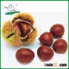 New crop chestnut price/Chestnut from China/Wholesale chestnut