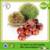 2014 Good Chinese Fresh Chestnut
