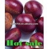 Chestnut,To buy chinese fresh-keeping chestnuts with all sizes for you buy chestnut