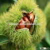 New crop chestnut price/Chestnut from China/Wholesale chestnut