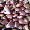 Wholesale price fresh chestnut on sale and Chinese fresh chestnut