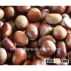 fresh chestnut