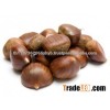 Premium quality chestnuts