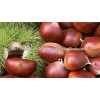 chestnuts for sale