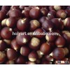 Hot sale high quality chestnut